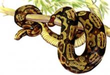 男人夢見大蟒蛇