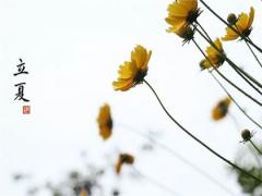 1985年立夏節氣出生的牛命理,屬牛人農歷哪天出生好命?