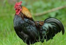 1993年屬什么生肖？