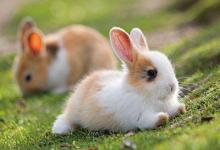 2011年屬兔人的運程