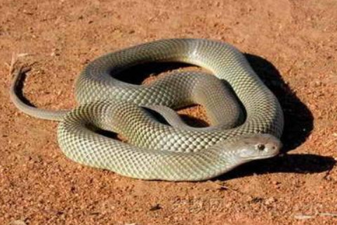 夢見蛇是怎么回事?