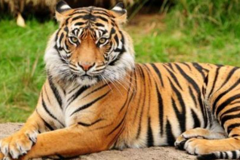 1974年是屬什么生肖?1974年出生的人是什么命?