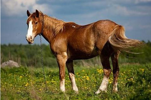 屬馬的今年多大?2021年屬馬人幾歲?