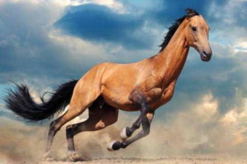 屬馬的年份有哪些？