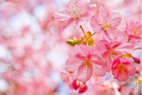 桃花運是什么意思?特點是什么?