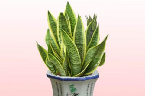 虎皮蘭的風水作用