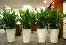 辦公室盆景的風水知識