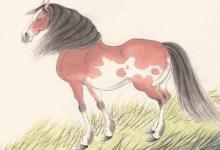 1978年屬什么生肖多少歲了?