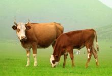 2009年是什么年,命運如何？