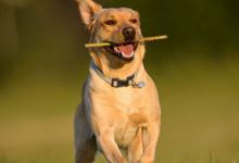 1982年是什么生肖？1982年出生的人是什么命？