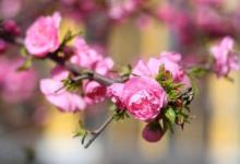 八字帶桃花是好的嗎?