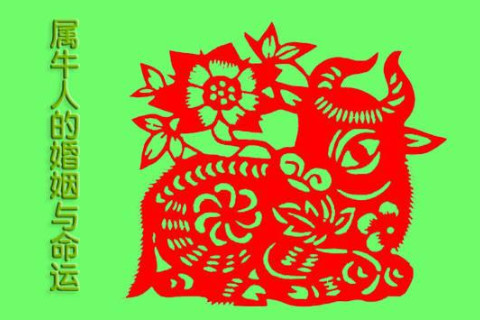 屬牛人的婚姻與命運(yùn)怎樣?