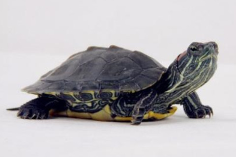 招財龜作用及風水擺放注意事項