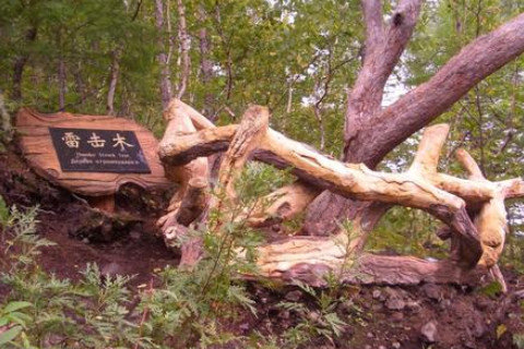 風水分析：雷擊木什么人不能戴？