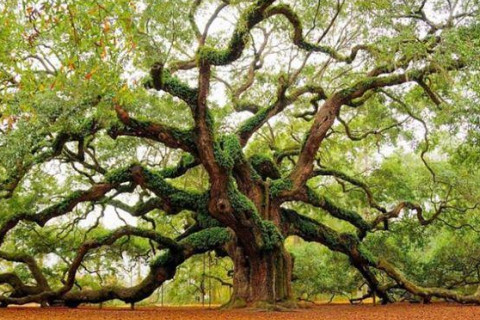 夢見樹是什么意思？