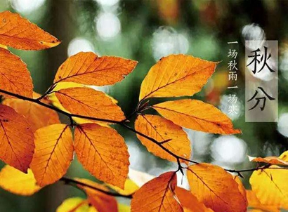 2003年屬羊秋分出生的人命運(yùn)是好是壞?