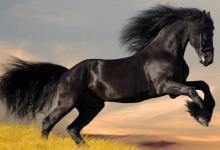 屬馬人的婚姻與命運(yùn)怎樣?