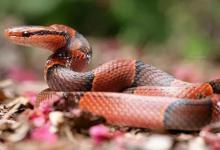 53年屬什么?1953年出生的人是什么命?