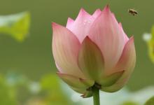 陰歷9月19出生的人好嗎?