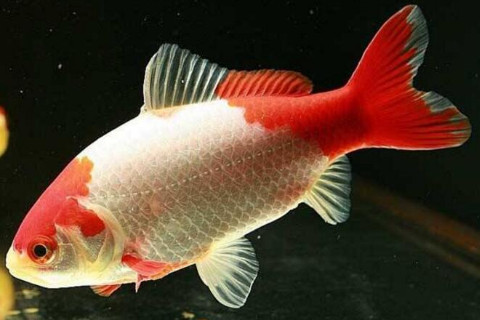 夢見魚的預兆是什么？