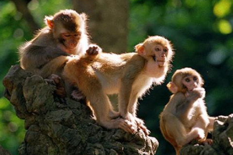 三頭六臂是什么生肖?