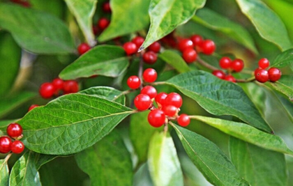 生肖雞在1981年九九重陽節出生日柱論命及性格解析!