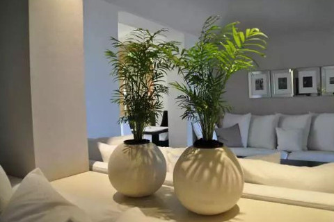 室內植物風水布局講究