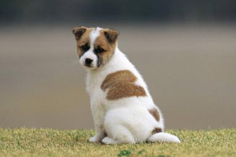 屬狗人幾點(diǎn)出生的最好?