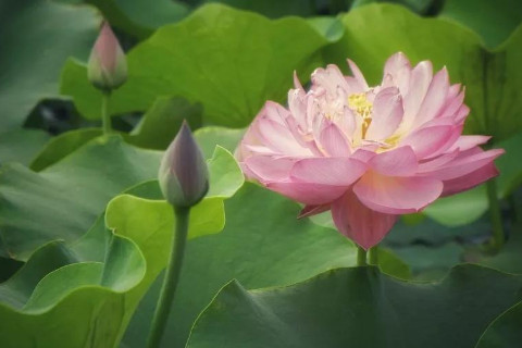 女孩出生的四個最為適當時辰有哪些?