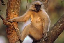 水猴命人生運(yùn)程如何？