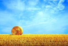 2007年幾月出生旺財?