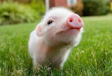 2019年是屬什么生肖?