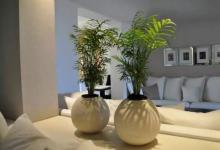 室內(nèi)植物風(fēng)水布局講究