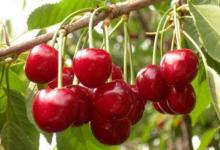 種櫻桃樹的風水禁忌