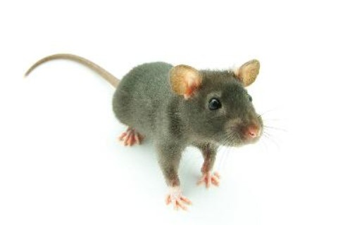 2021年一月出生的屬鼠人如何?