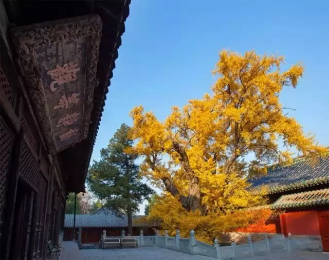 術數老師,八字老師_八字命理老師_星云老師的八字