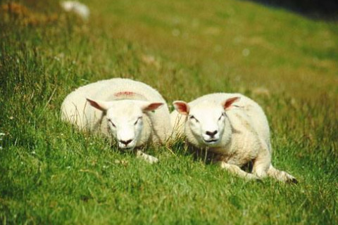 1979年臘月屬什么生肖?