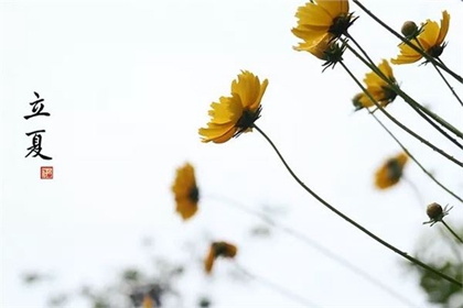 1983年屬豬的人在立夏出生好嗎,屬豬人農歷幾月出生命好?