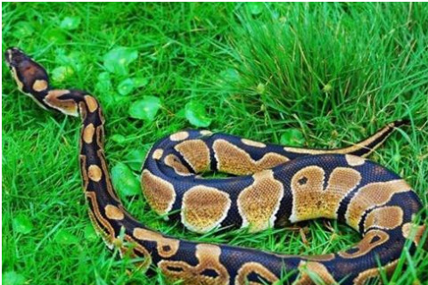 夢見大蟒蛇追我代表了什么征兆?