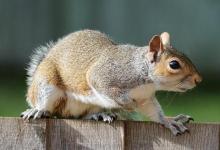 1960年屬鼠人2022年運(yùn)勢(shì)及運(yùn)程 62歲屬鼠人每月運(yùn)勢(shì)解析