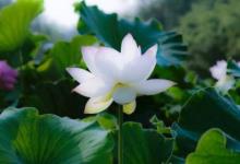 2020年男孩什么時辰出生優秀?