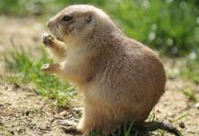 1996年七月24日是屬什么生肖？