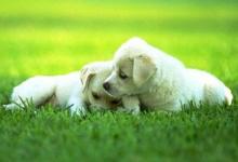 夢見狗死了是什么預示?