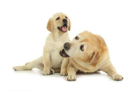 2018年6月屬于什么生肖?