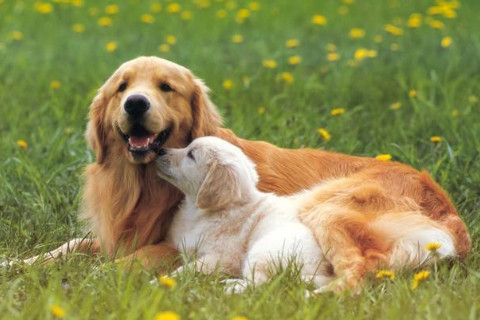 屬狗人和屬狗人結婚好不好?