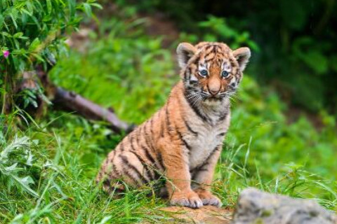 做夢夢見老虎是什么意思