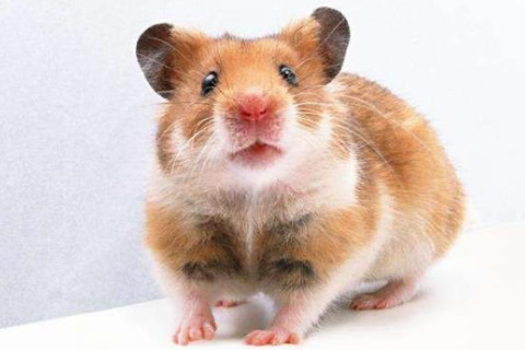 幾月出生的屬鼠人注定是老板命?