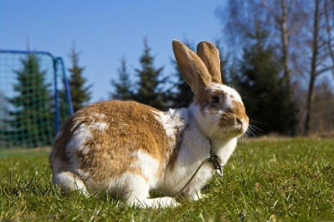 屬兔人上等命的時辰有哪些?