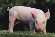 生肖屬豬的人異性貴人是哪些?