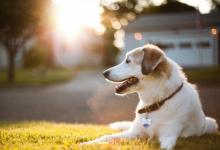 2018年屬狗人五行屬什么?